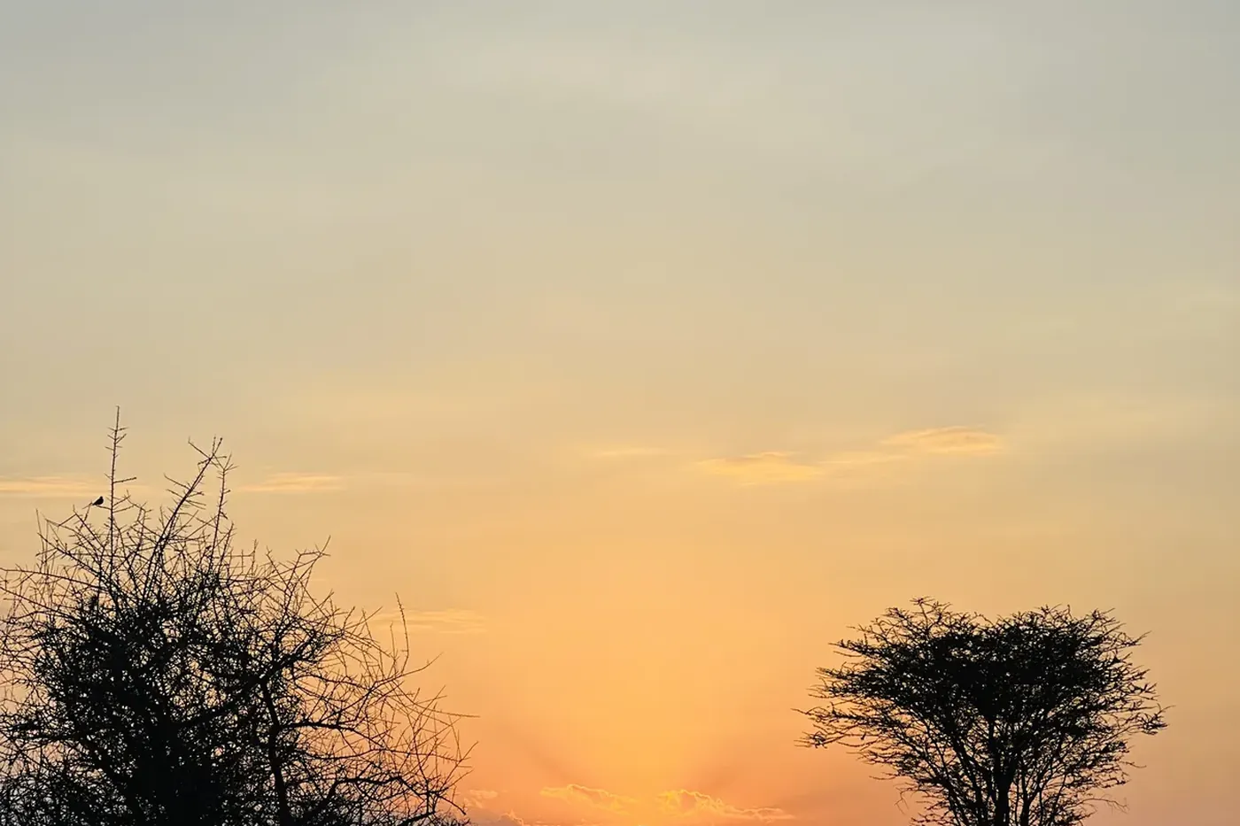 SafariTeller travel image