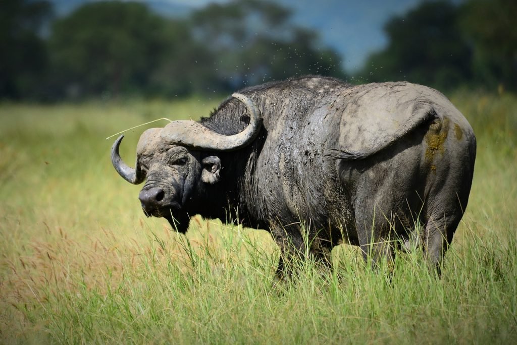 2 Days Tanzania Budget Safari