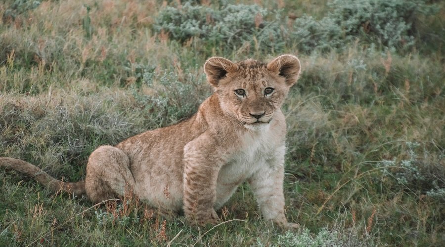 tanzania safari