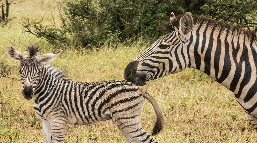 tanzania safari