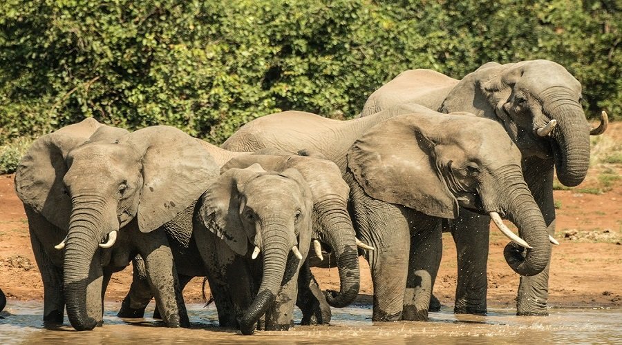 Tanzania 7 Days luxury safari