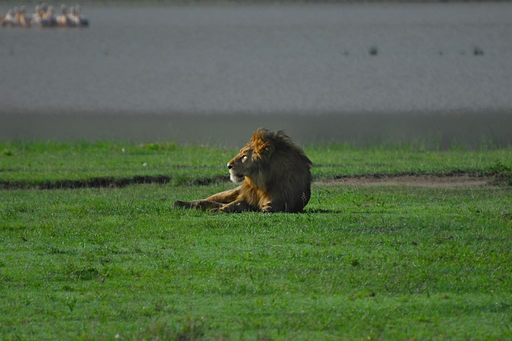 3 Days Midrange Safari (Serengeti Lodge Safari)