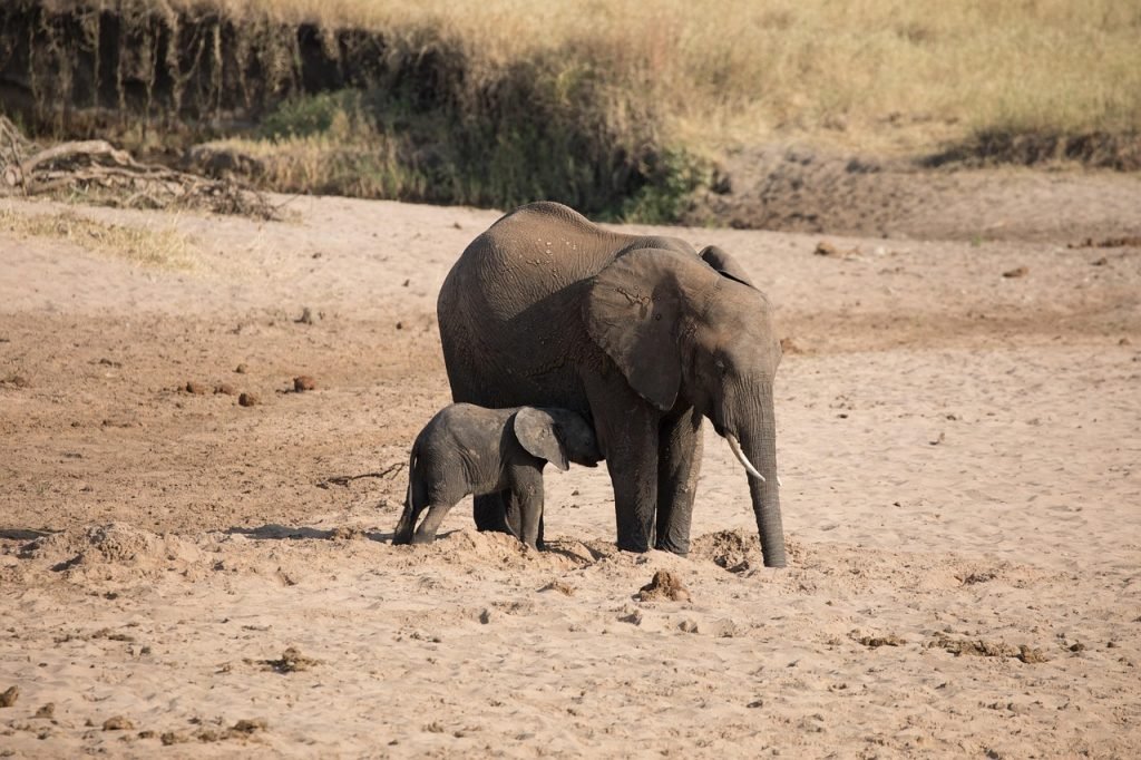 5 days tanzania group safari