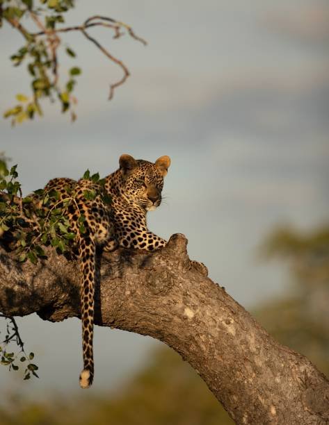 3 days honeymoon safari package 1