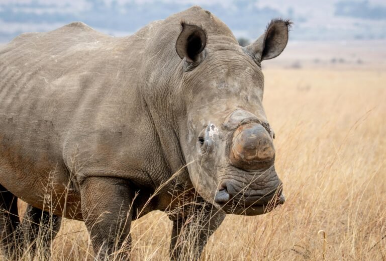 Tanzania 4 days Couple Luxury Safari