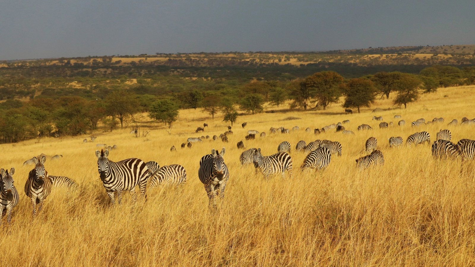 2 Days Safari Honeymoon Package in Tanzania