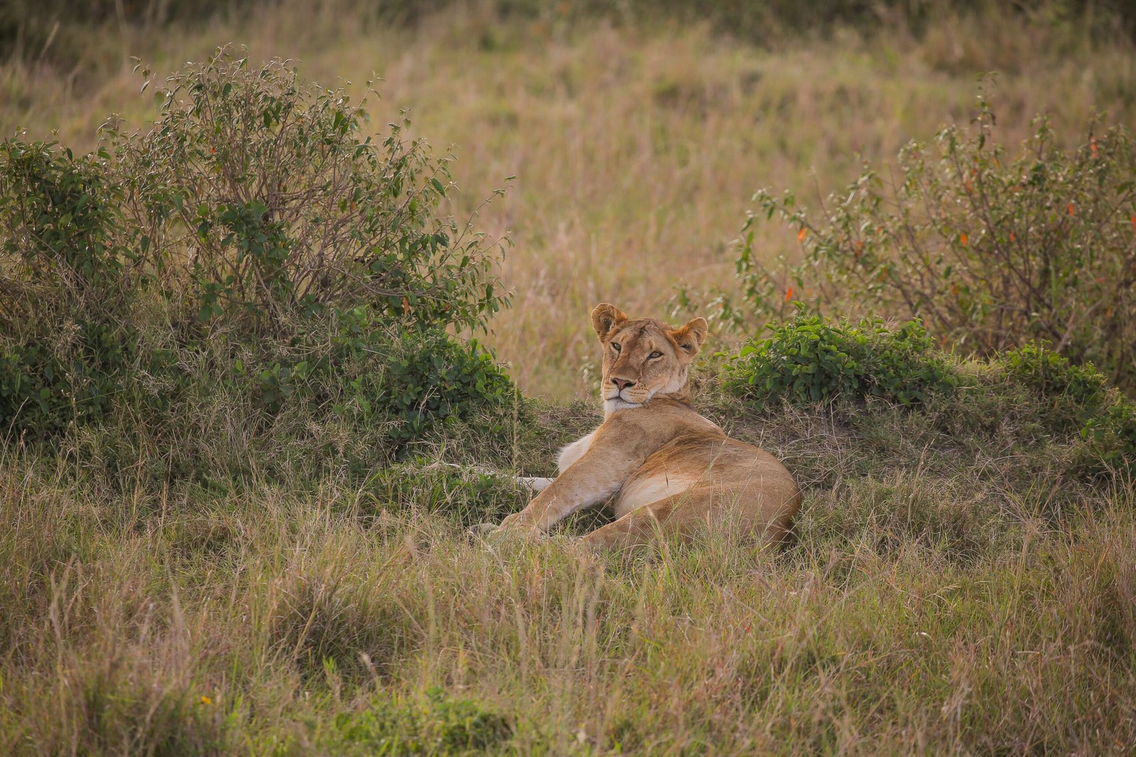 4 Days Safari Honeymoon Package in Tanzania